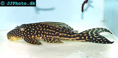 Hypostomus regani